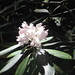 Laurel Carter Photo 17