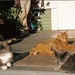 Susan Moorehead Photo 10