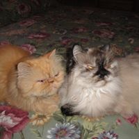 Pamela Pinder Photo 10