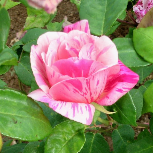 Mary Knowles Photo 39