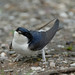 Martin Vogel Photo 32