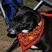 Lois Wood Photo 12