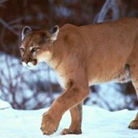 Cynthia Rawlins Photo 9
