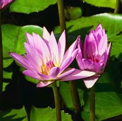 Ahmed Shahbaz Photo 9