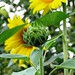 Eugene Flowers Photo 11