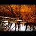 Lisa Walden Photo 15