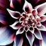Jennifer Menke Photo 27