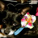 Cyrus Bailey Photo 4