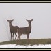Misty Everhart Photo 7
