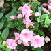Ernest Wilson Photo 30