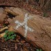 Joy Wyman Photo 8