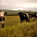 Louise Dingle Photo 16