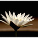 Lily Chang Photo 15