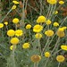 Marguerite Dye Photo 6