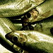 Helen Coley Photo 9