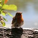 Robin Wickham Photo 26