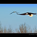 Darrel Mills Photo 14