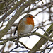 Robin Loftus Photo 14
