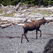 Donna Haines Photo 12