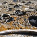 Rebecca Shell Photo 17