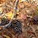 Brandon Cone Photo 20