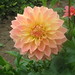 Lillian Hamilton Photo 16
