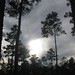 Dianne Frazier Photo 11