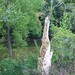 Virginia Stump Photo 12