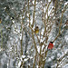Noel Pinson Photo 5