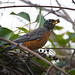 Robin Rainey Photo 12
