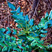 Holly Wild Photo 8