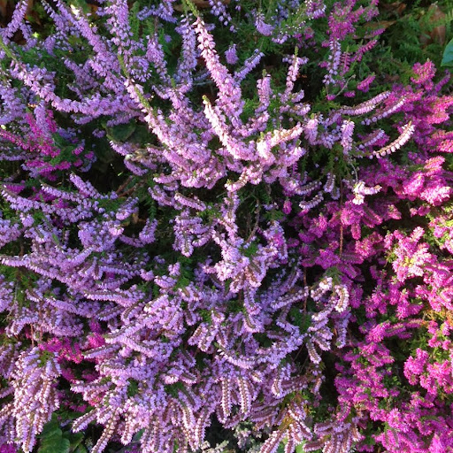 Heather Close Photo 30