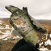 Alan Roe Photo 15