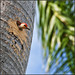 Ray Saunders Photo 37