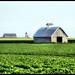 Pat Corning Photo 11