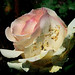 George Rose Photo 17