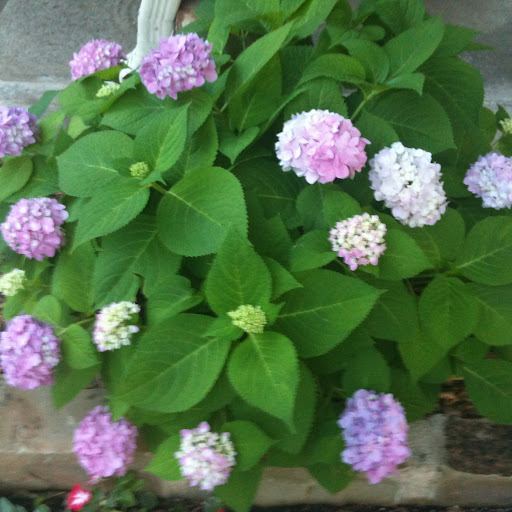 Nancy Dailey Photo 28