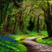 Edward Ireland Photo 10