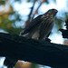 Jamie Hawk Photo 20