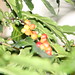 Carolina Bean Photo 9