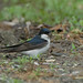 Martin Vogel Photo 33