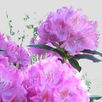 Janice Correll Photo 3
