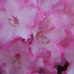 Laura Mclaughlin Photo 33