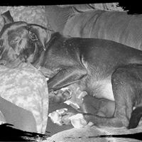 Dennis Willing Photo 1