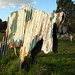 Connie Thomson Photo 26