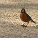 Robin Wise Photo 29