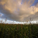 Kent Field Photo 11