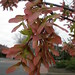 Virginia Maple Photo 10
