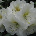 Phyllis Bloom Photo 11