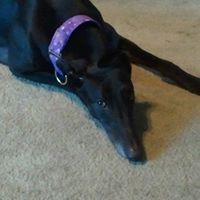 Brenda Fulcher Photo 11